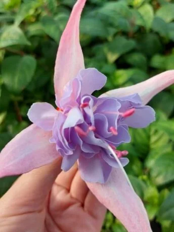 Фуксія ампельна Холлі Б'юті Fuchsia Holly's Beauty (молода рослина в горщику р7, висота 15-20 см)