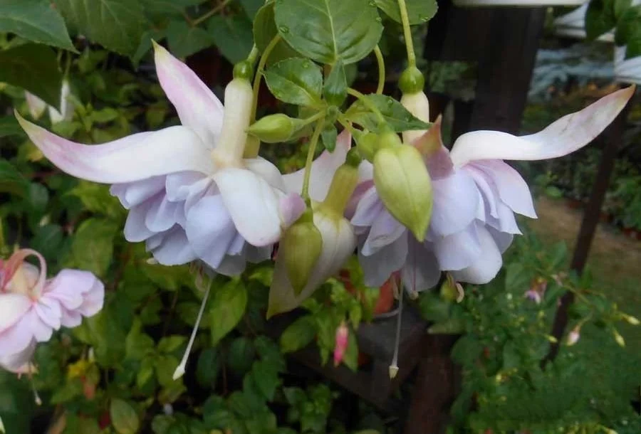 Фуксія ампельна Холлі Б'юті Fuchsia Holly's Beauty (молода рослина в горщику р7, висота 15-20 см) - Зображення 8