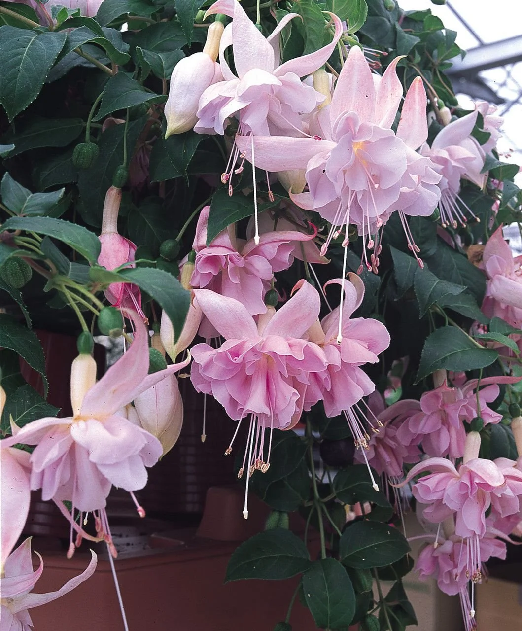 Фуксія ампельна Холлі Б'юті Fuchsia Holly's Beauty (молода рослина в горщику р7, висота 15-20 см) - Зображення 2
