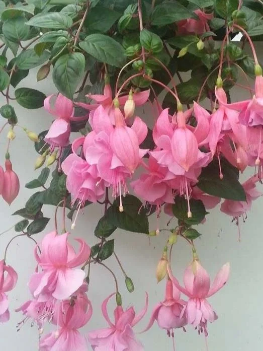 Фуксія напівампельна Pink Galore Fuchsia Пінк Галор (рослина в горщику р10, висота 25-30 см) - Зображення 6
