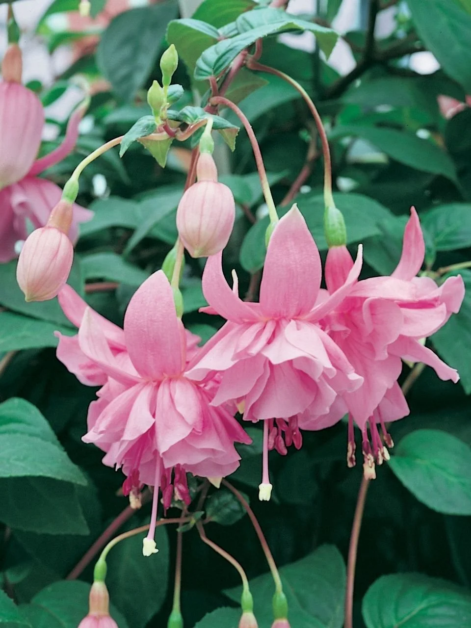 Фуксія напівампельна Pink Galore Fuchsia Пінк Галор (рослина в горщику р10, висота 25-30 см) - Зображення 3