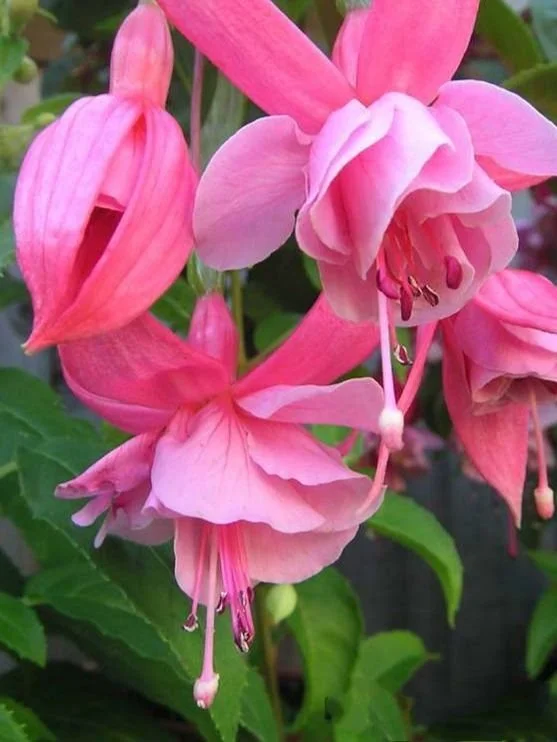 Фуксія напівампельна Pink Galore Fuchsia Пінк Галор (рослина в горщику р10, висота 25-30 см) - Зображення 4