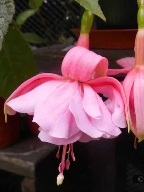 Фуксія напівампельна Pink Galore Fuchsia Пінк Галор (рослина в горщику р10, висота 25-30 см) - Зображення 7