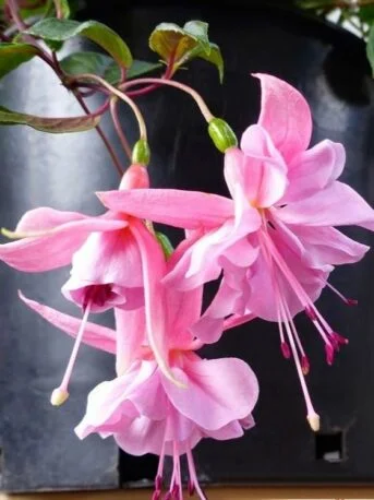 Фуксія напівампельна Pink Galore Fuchsia Пінк Галор касетна розсада (під замовлення)