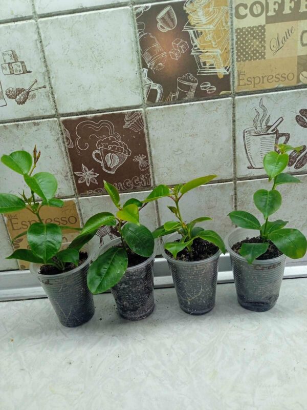 Дипладенія Pink Сундавіл Розова Sundaville Dipladenia Mandevilla Мандевілла (рослина в горщику р7, висота 15-20см) - Зображення 4