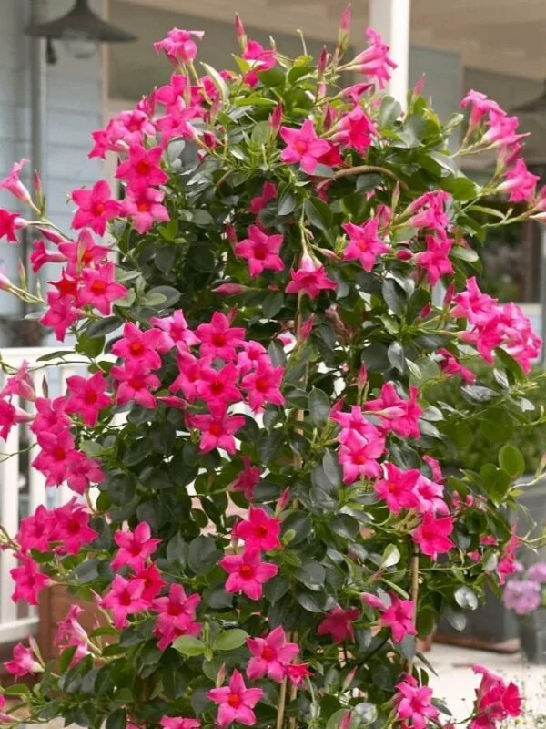 Дипладенія Pink Сундавіл Розова Sundaville Dipladenia Mandevilla Мандевілла (рослина в горщику р7, висота 15-20см)