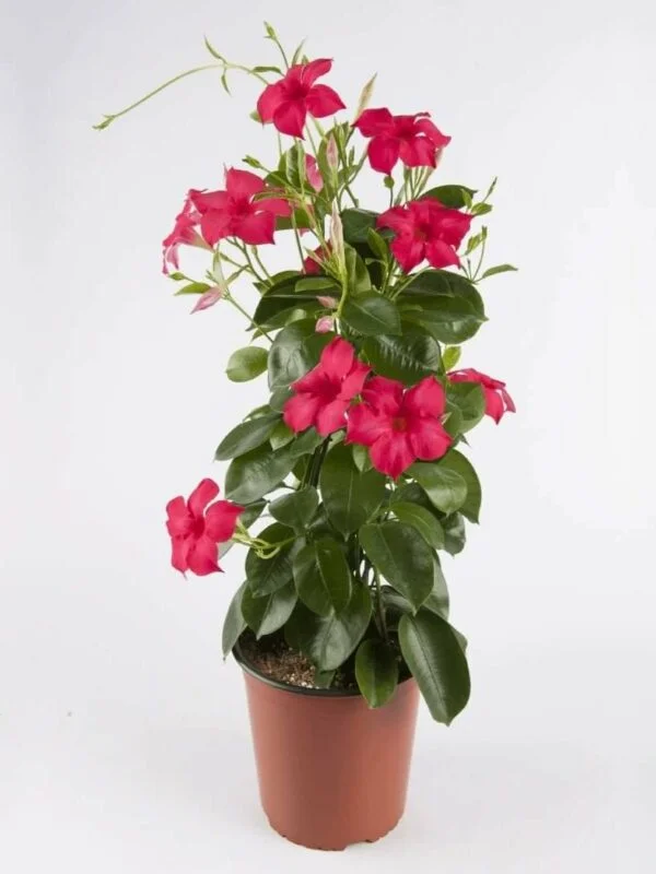 Дипладенія Pink Сундавіл Розова Sundaville Dipladenia Mandevilla Мандевілла (рослина в горщику р7, висота 15-20см) - Зображення 3