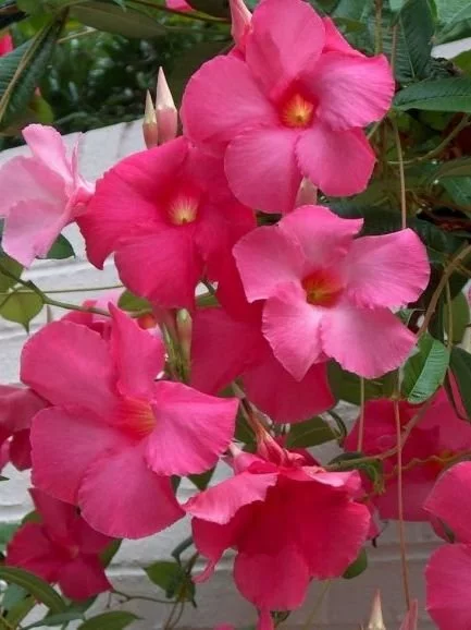 Дипладенія Pink Сундавіл Розова Sundaville Dipladenia Mandevilla Мандевілла (рослина в горщику р7, висота 15-20см) - Зображення 2