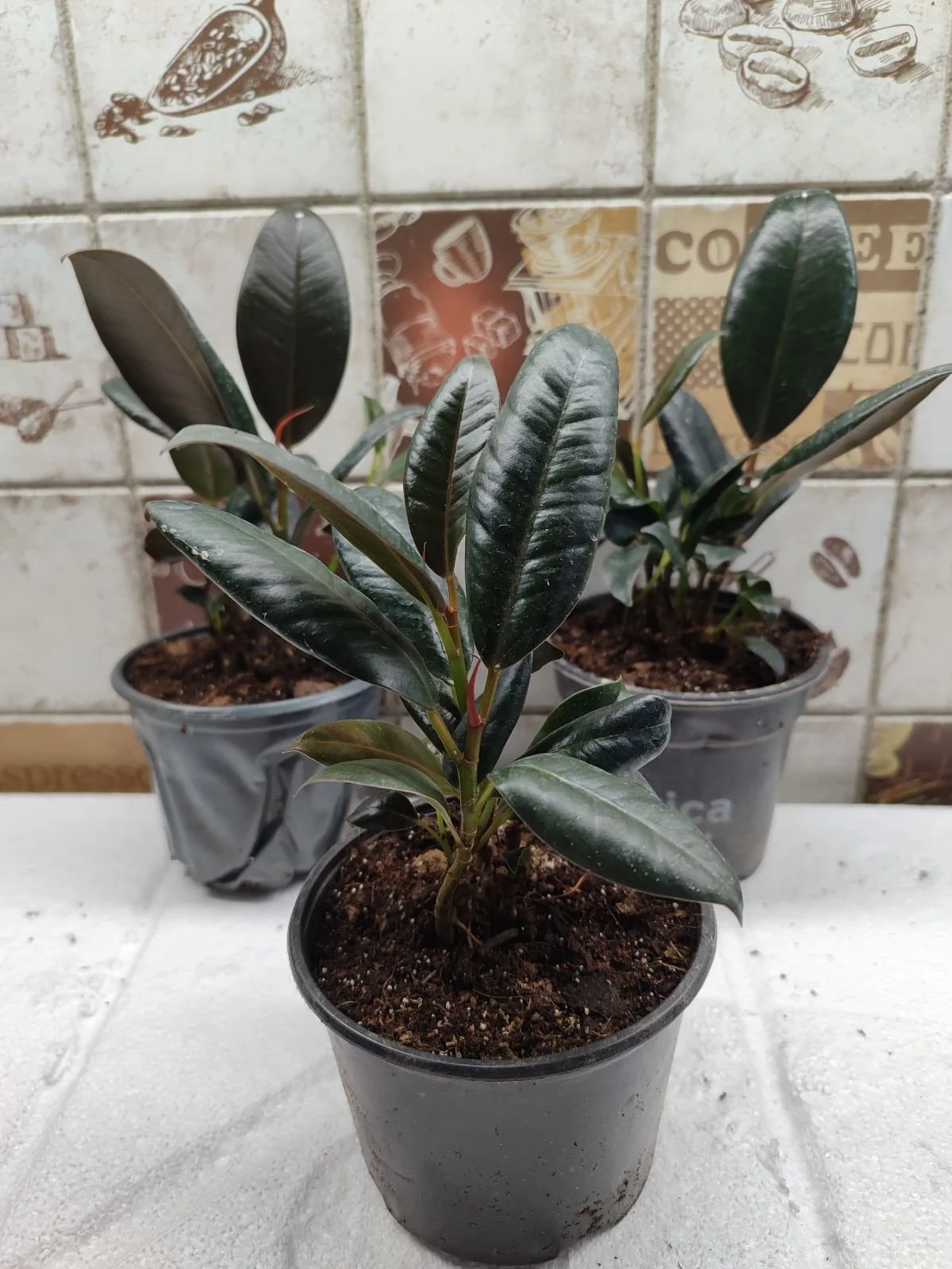 Фікус Elastica Abidian Ficus Еластика Абідіан (молода рослина в горщику р10) - Зображення 3