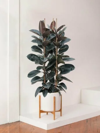 Фікус Elastica Abidian Ficus Еластика Абідіан (молода рослина в горщику р10)