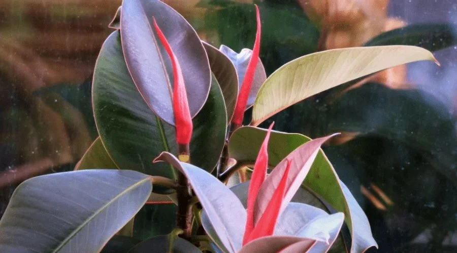 Фікус Elastica Abidian Ficus Еластика Абідіан (молода рослина в горщику р10) - Зображення 2