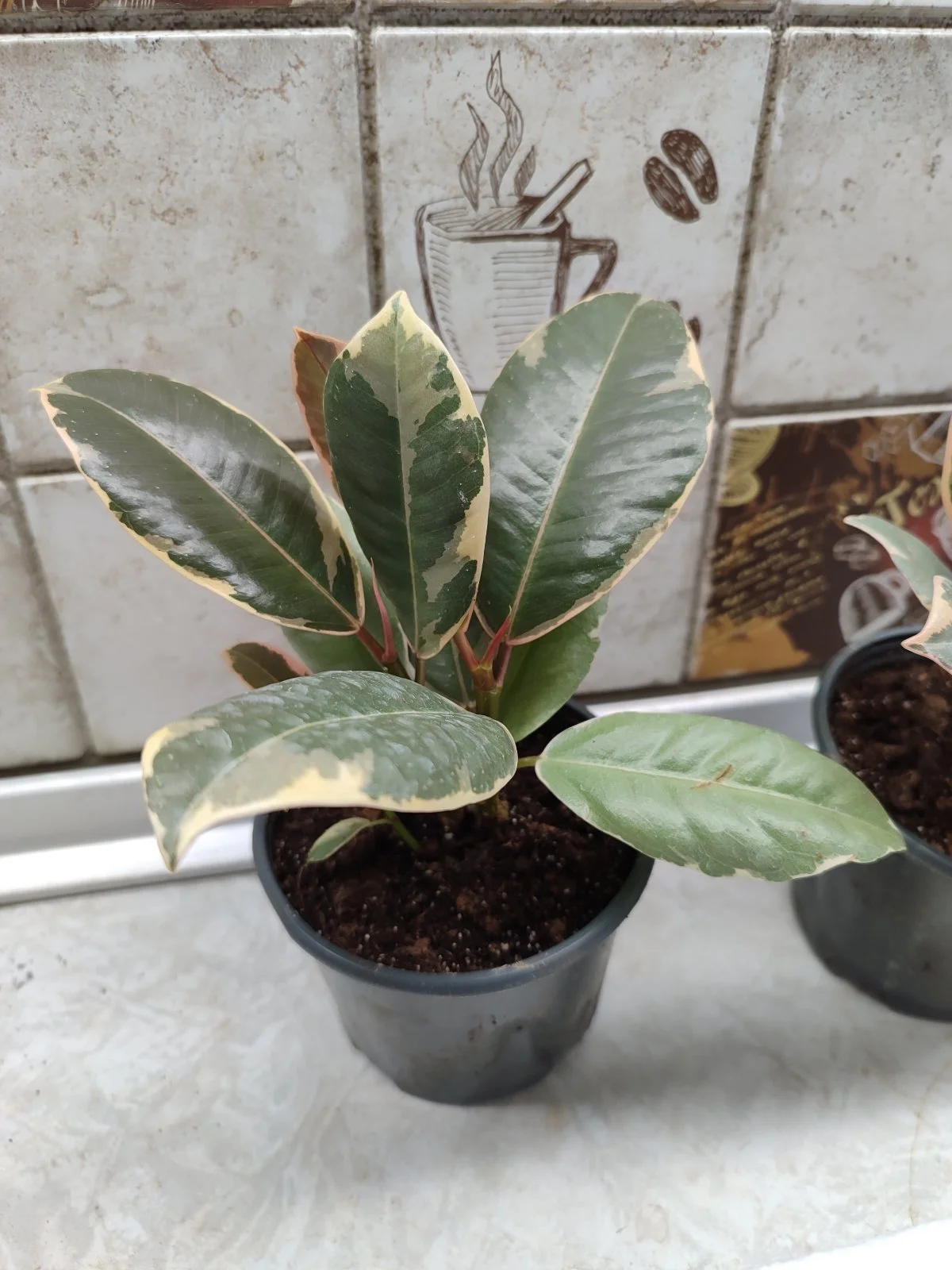 Фікус Fikus elastica "tineke" эластіка "тінеке" (молода рослина в горщику р10) - Зображення 3