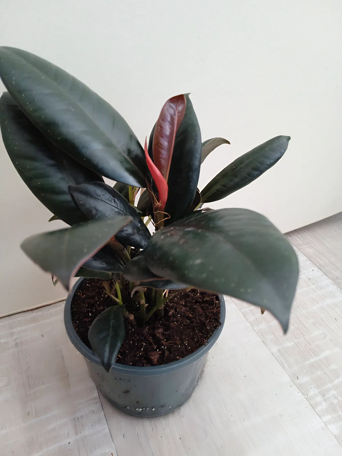 Фікус Elastica Abidian Ficus Еластика Абідіан (молода рослина в горщику р10) - Зображення 4