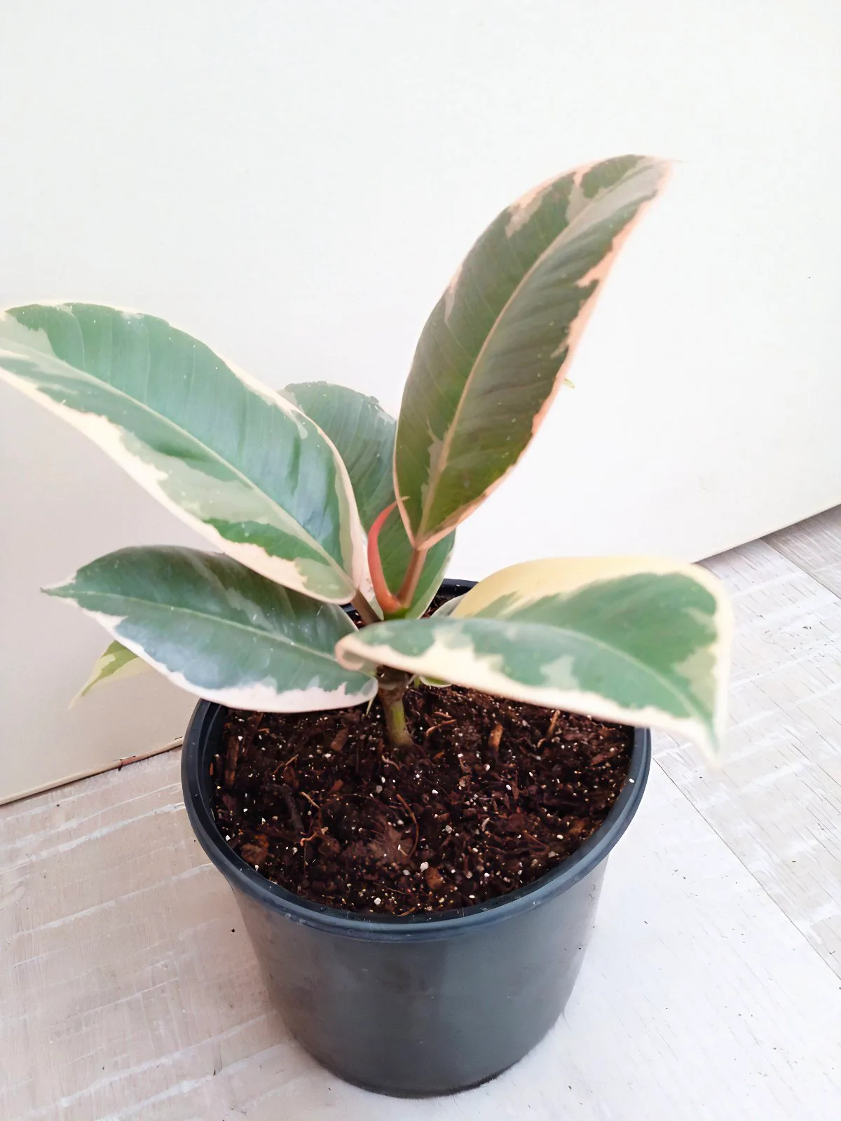 Фікус Fikus elastica "tineke" эластіка "тінеке" (молода рослина в горщику р10) - Зображення 4