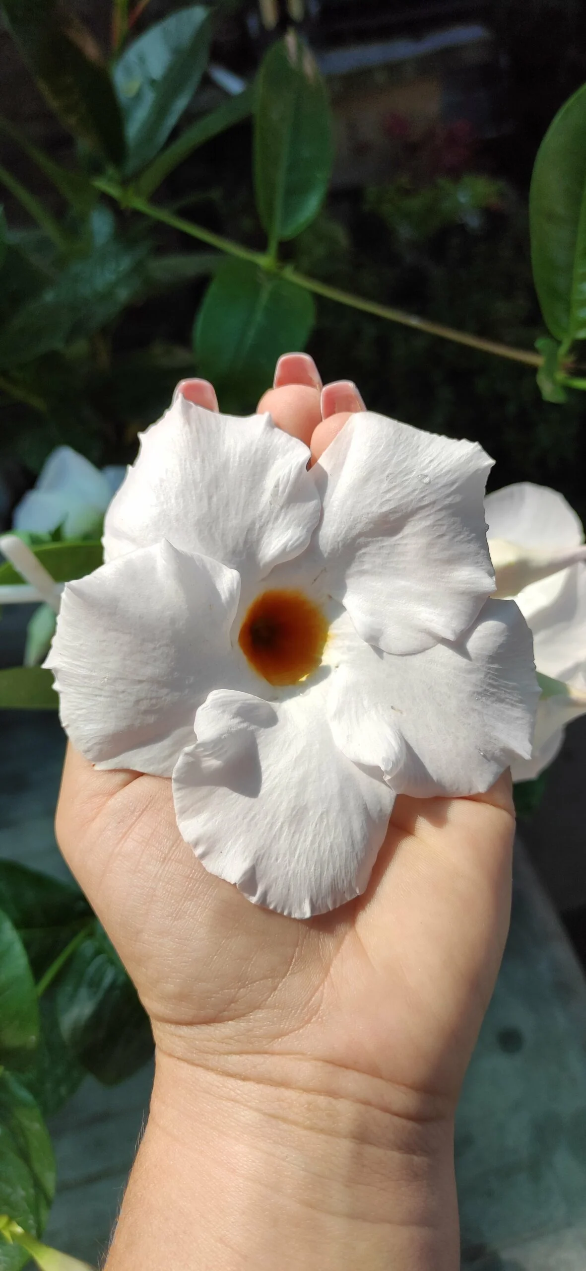 Дипладенія біла Агат XXL Уайт Сундавіл Sundaville Dipladenia Mandevilla Мандевілла  Agate XXL White (рослина в горщику р13, висота 35-40 см) - Зображення 3