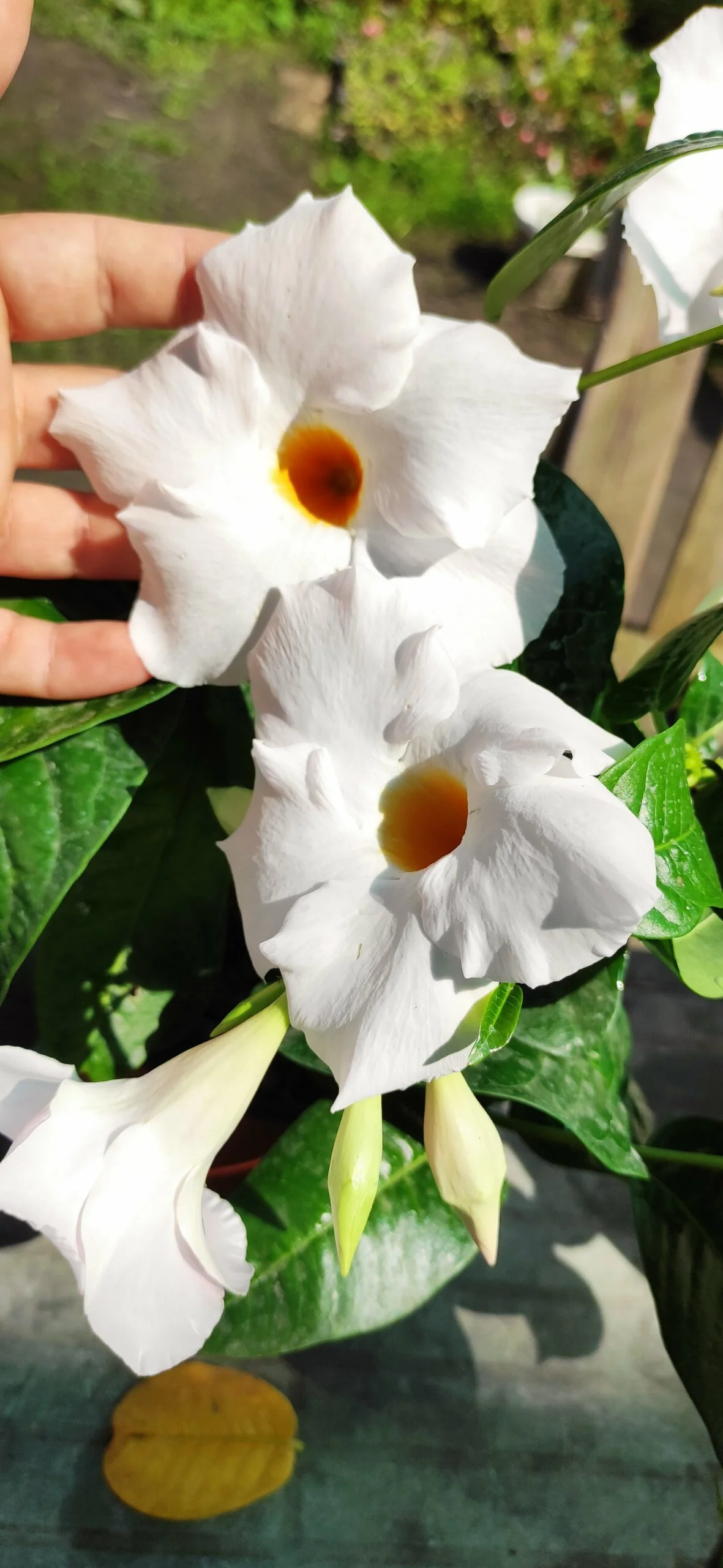 Дипладенія біла Агат XXL Уайт Сундавіл Sundaville Dipladenia Mandevilla Мандевілла  Agate XXL White (рослина в горщику р13, висота 35-40 см) - Зображення 4