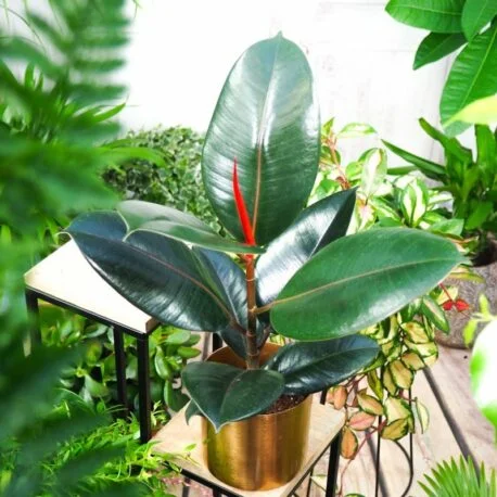 Фікус Еластика Робуста саджанець Fikus Elastika Robusta (молода рослина в горщику р10)