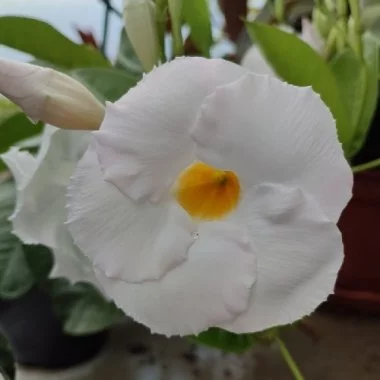 Дипладенія біла Агат XXL Уайт Сундавіл Sundaville Dipladenia Mandevilla Мандевілла  Agate XXL White (рослина в горщику р13, висота 35-40 см)