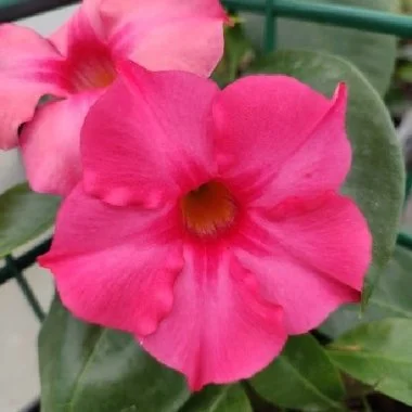 Дипладенія Сундавіл Фуксія Пінк Mandevilla Sundaville Fuchsia Pink (молода рослина в горщику р12, висота 20-30 см) - Зображення 2