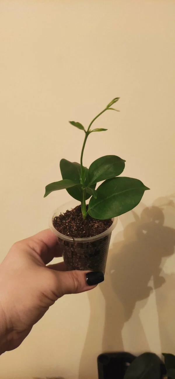 Дипладенія Сундавіл Фуксія Пінк Mandevilla Sundaville Fuchsia Pink (молода рослина в горщику р12, висота 20-30 см) - Зображення 4