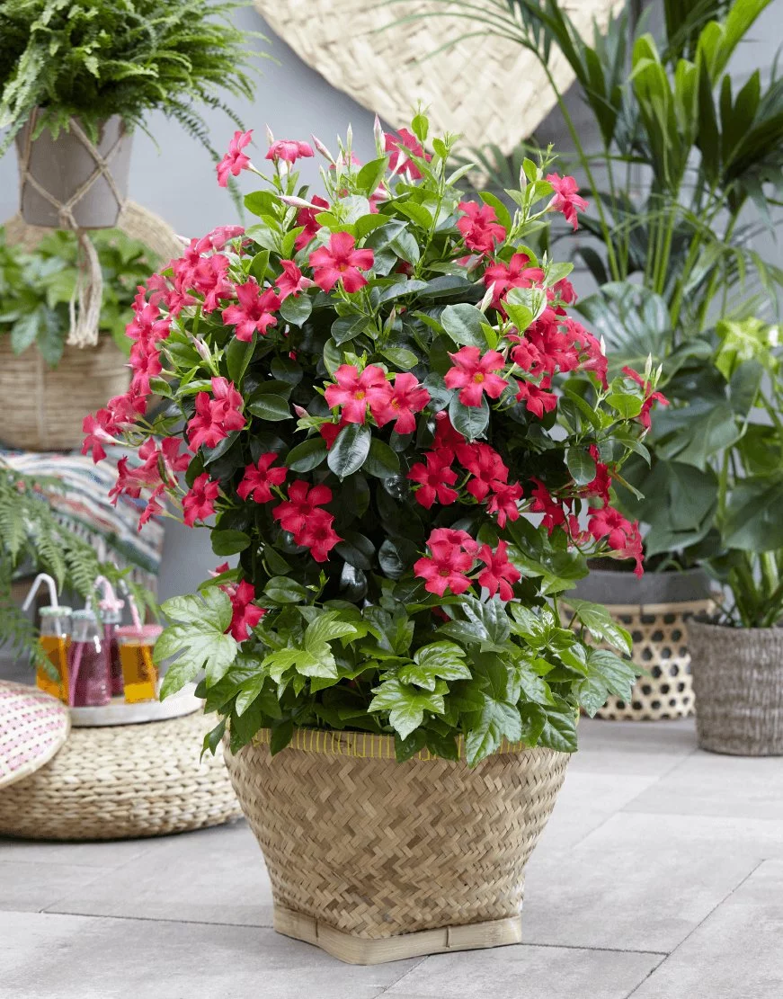 Дипладенія Сундавіл Фуксія Пінк Mandevilla Sundaville Fuchsia Pink (рослина в горщику р13, висота 35-40 см)