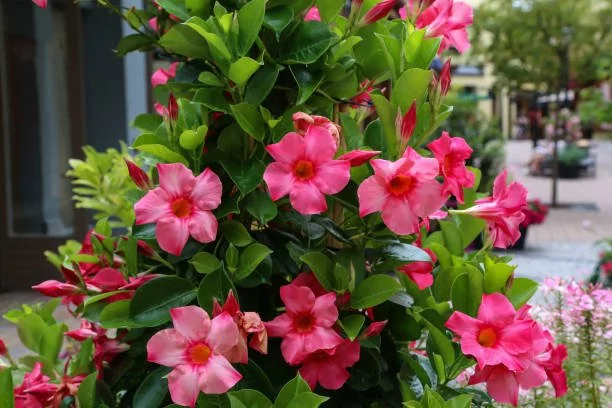 Дипладенія Сундавіл Фуксія Пінк Mandevilla Sundaville Fuchsia Pink (молода рослина в горщику р12, висота 20-30 см)