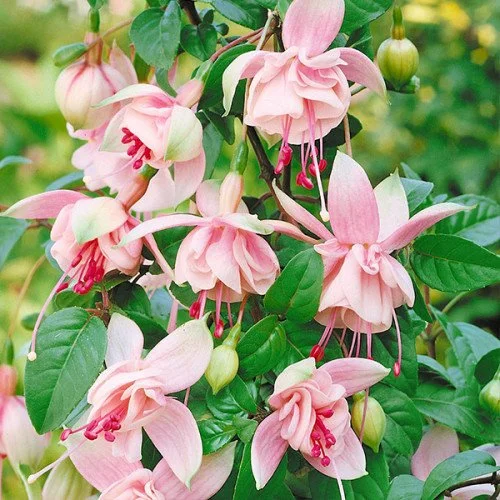 Фуксія ампельна Саутгейт Fuchsia Southgate (молода рослина в горщику р7, висота 15-20 см)