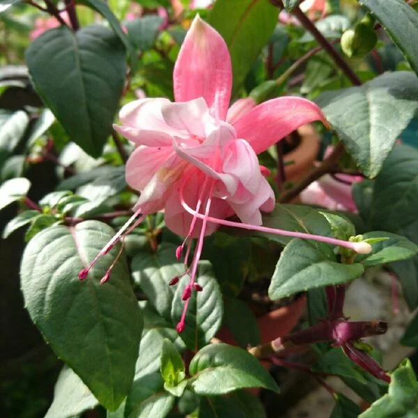 Фуксія ампельна Саутгейт Fuchsia Southgate (молода рослина в горщику р7, висота 15-20 см) - Зображення 3