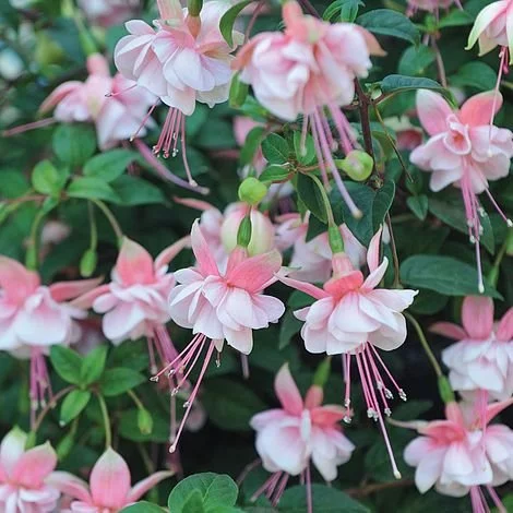 Фуксія ампельна Саутгейт Fuchsia Southgate (молода рослина в горщику р7, висота 15-20 см) - Зображення 4