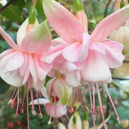 Фуксія ампельна Саутгейт Fuchsia Southgate (молода рослина в горщику р7, висота 15-20 см) - Зображення 2