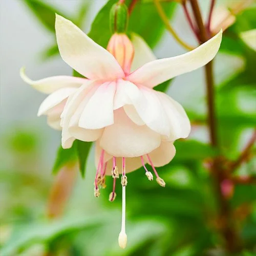 Фуксія ампельна Херрі Грей Fuchsia Harry Gray (молода рослина в горщику р7, висота 15-20 см)
