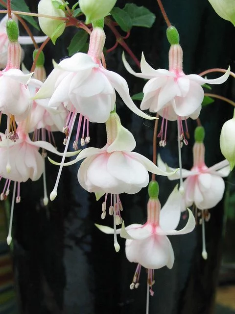 Фуксія ампельна Херрі Грей Fuchsia Harry Gray (молода рослина в горщику р7, висота 15-20 см) - Зображення 2