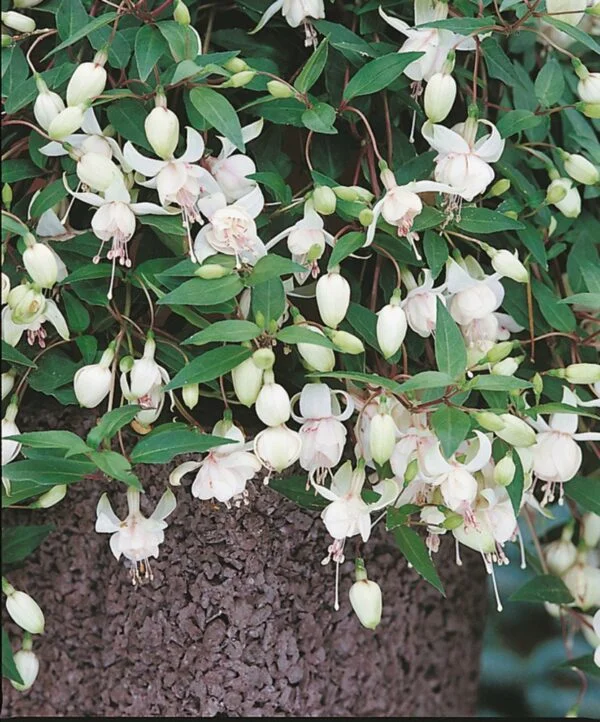 Фуксія ампельна Херрі Грей Fuchsia Harry Gray (молода рослина в горщику р7, висота 15-20 см) - Зображення 3