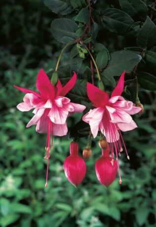 Фуксія ампельна Эль Камино Fuchsia El Camino (молода рослина в горщику р7, висота 15-20 см)