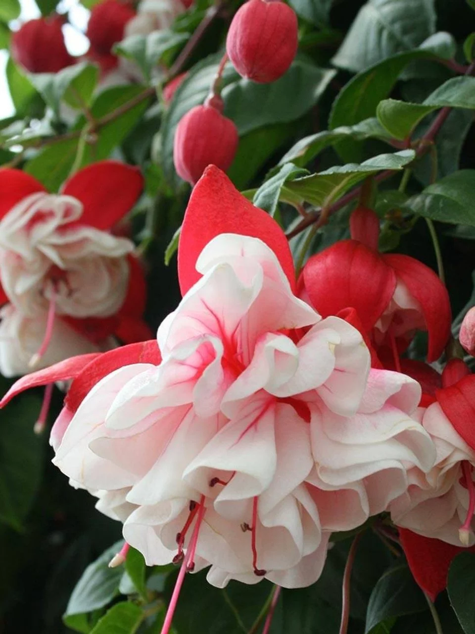 Фуксія ампельна Свингтайм Fuchsia Swingtime (рослина в горщику р10, висота 25-30 см)