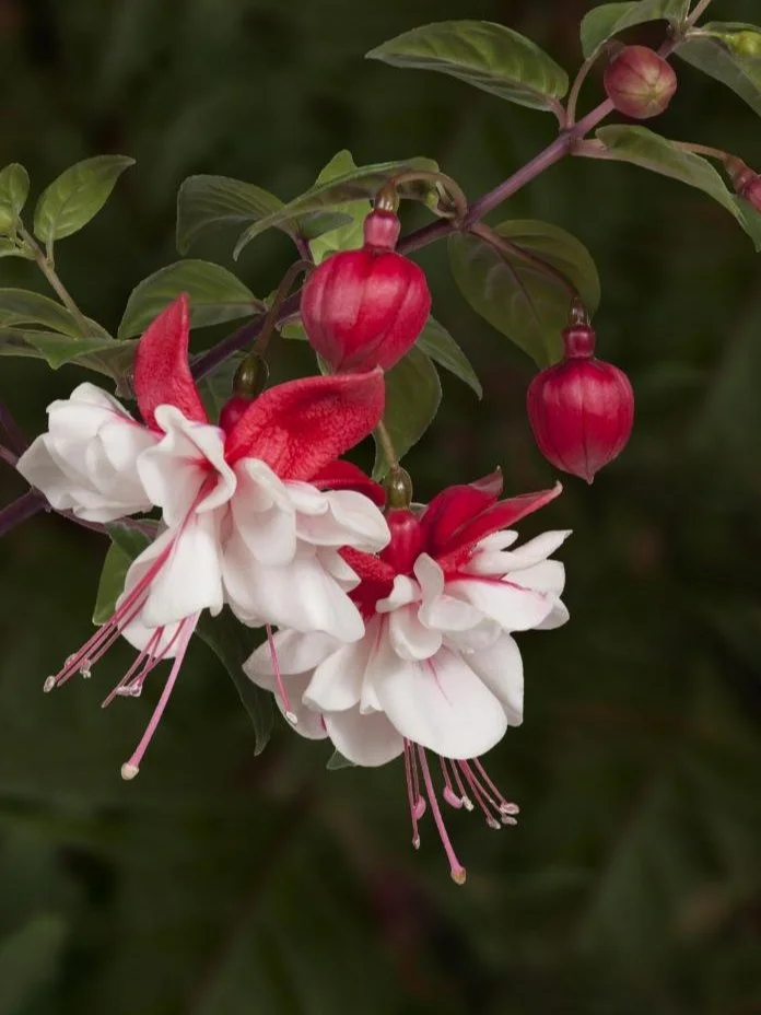 Фуксія ампельна Свингтайм Fuchsia Swingtime (рослина в горщику р10, висота 25-30 см) - Зображення 2