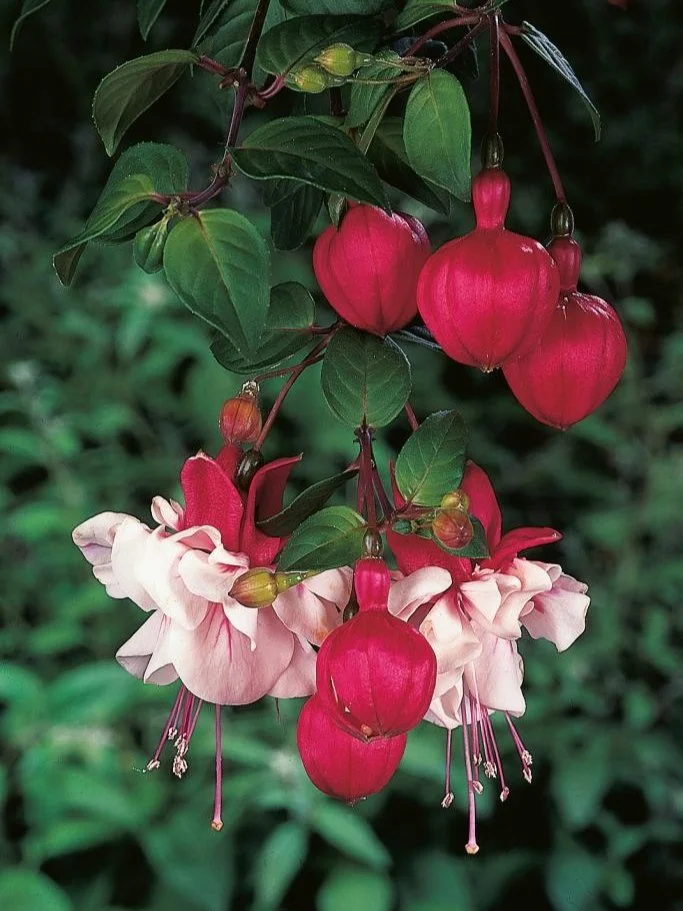 Фуксія ампельна Свингтайм Fuchsia Swingtime (рослина в горщику р10, висота 25-30 см) - Зображення 3