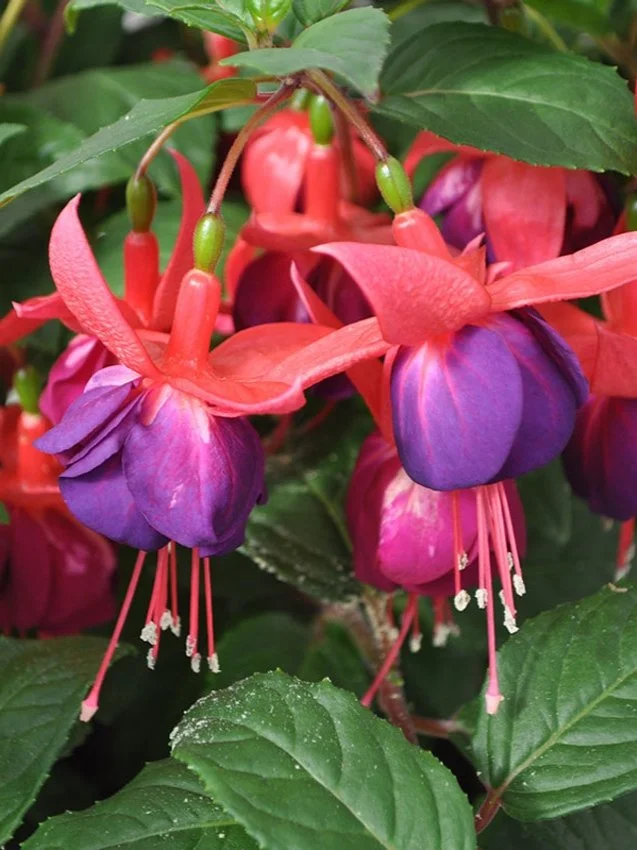 Фуксія напівампельна Windchimes Pink Purple касетна розсада (під замовлення)