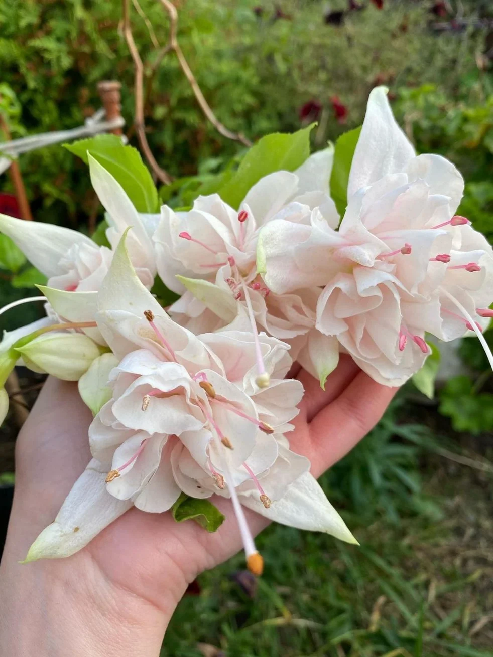 Фуксія ампельна великоквіткова Пінк Маршмаллов Fuksja Pink Marshmallow (молода рослина в горщику р7, висота 15-20 см) - Зображення 4