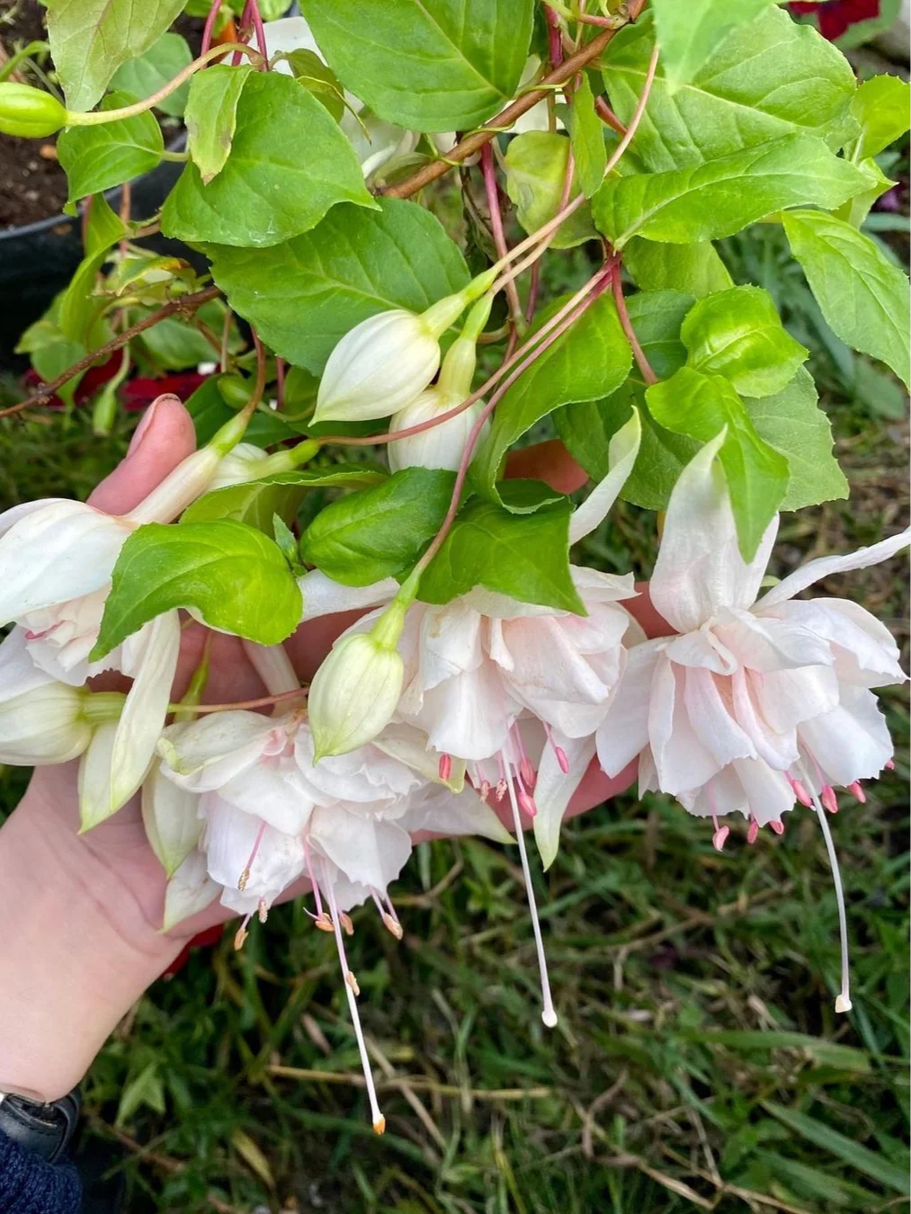 Фуксія ампельна великоквіткова Пінк Маршмаллов Fuksja Pink Marshmallow (молода рослина в горщику р7, висота 15-20 см) - Зображення 6