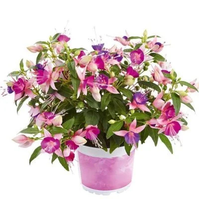 Фуксія кущова дрібноквіткова Діва Неон Розова Фіолетова Fuchsia Diva Neon Pink Violet (молода рослина в горщику р7, висота 15-20 см) - Зображення 4