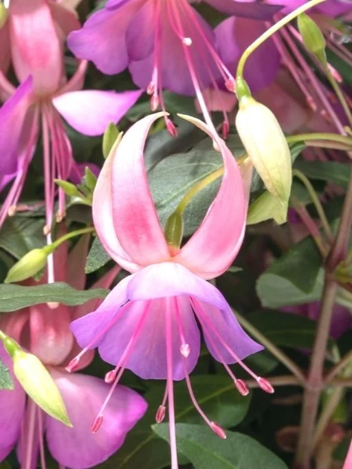 Фуксія кущова дрібноквіткова Діва Неон Розова Фіолетова Fuchsia Diva Neon Pink Violet (молода рослина в горщику р7, висота 15-20 см)