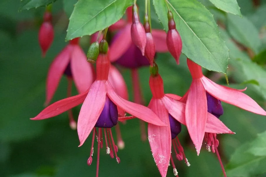 Фуксія кущова дрібноквіткова Діва Червона Фіолетова Fuchsia Diva Rose Violet (молода рослина в горщику р7, висота 15-20 см) - Зображення 3