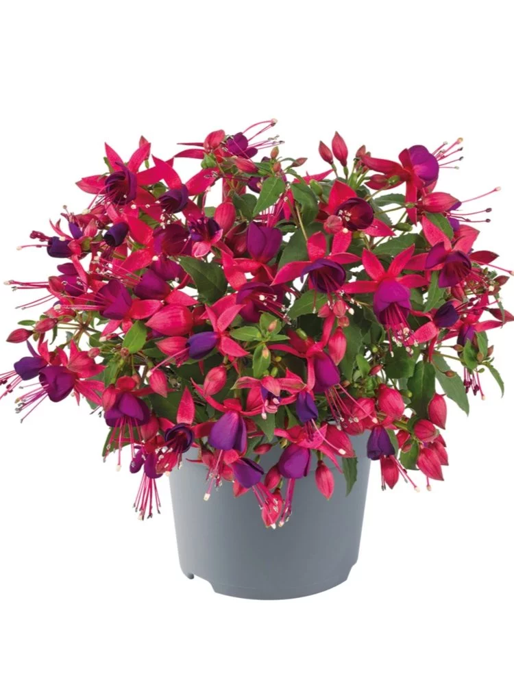Фуксія кущова дрібноквіткова Діва Червона Фіолетова Fuchsia Diva Rose Violet (молода рослина в горщику р7, висота 15-20 см) - Зображення 2