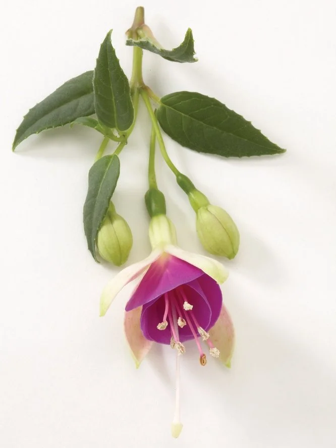 Фуксія кущова дрібноквіткова Діва Біла Фіолетова Fuchsia Diva White Violet касетна розсада (під замовлення)