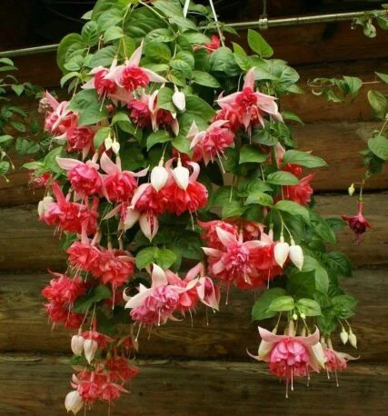 Фуксія напівампельна Fuchsia Peachy Пічі касетна розсада (під замовлення)