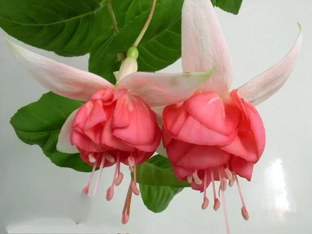 Фуксія напівампельна Fuchsia Peachy Пічі касетна розсада (під замовлення) - Зображення 2