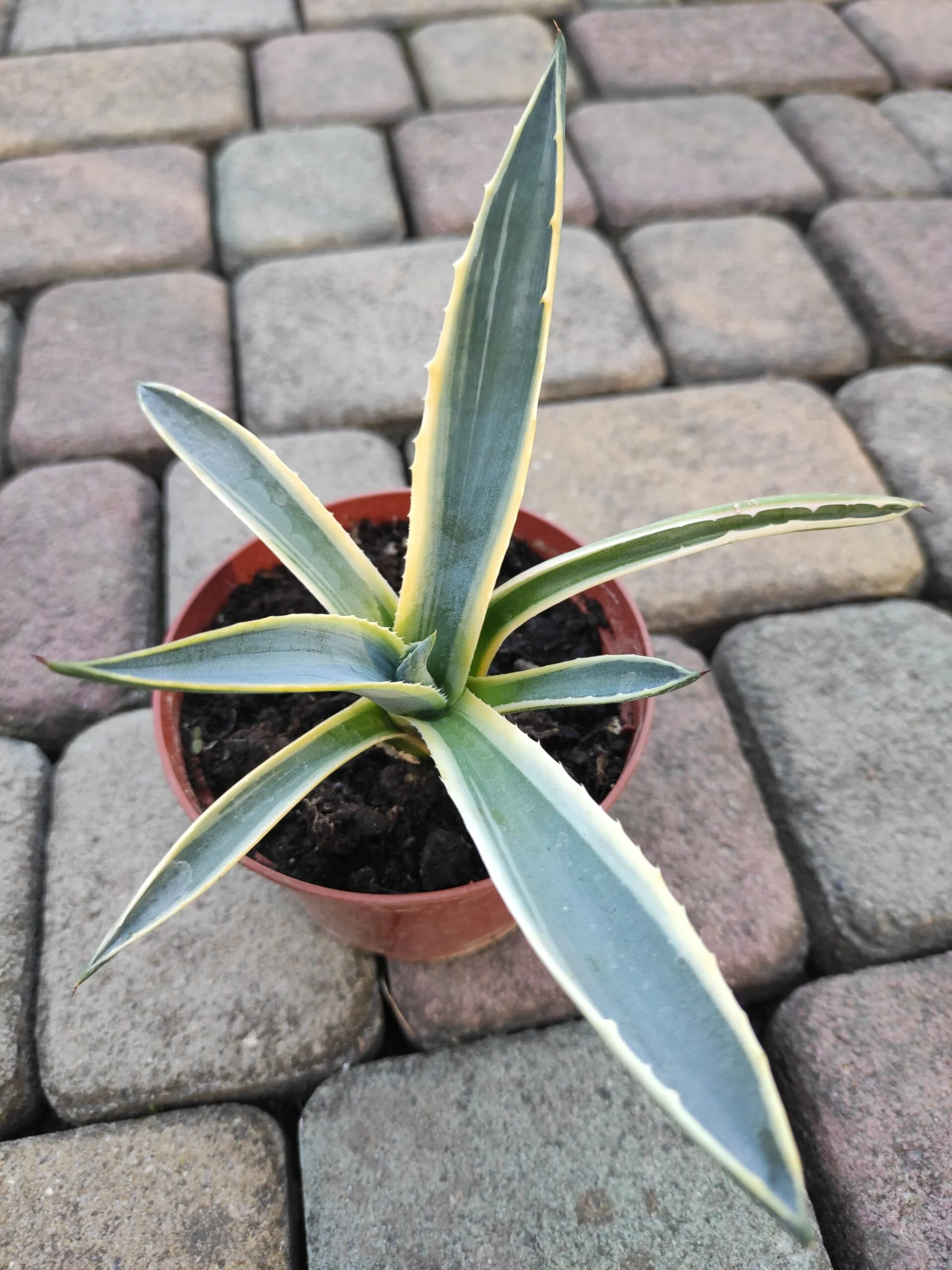 Агава американська полосата саджанець d13