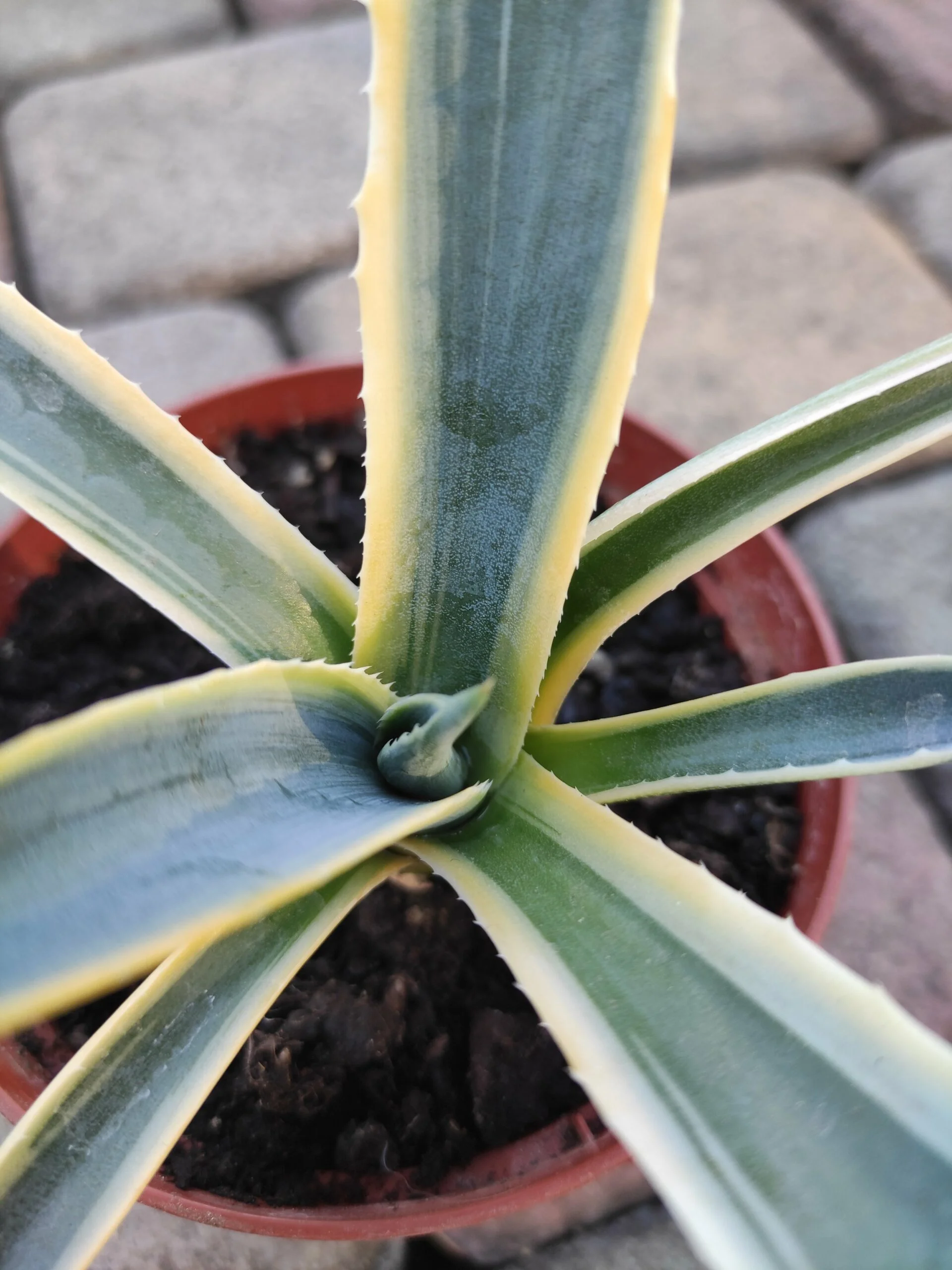 Агава американська полосата саджанець d13 - Зображення 2