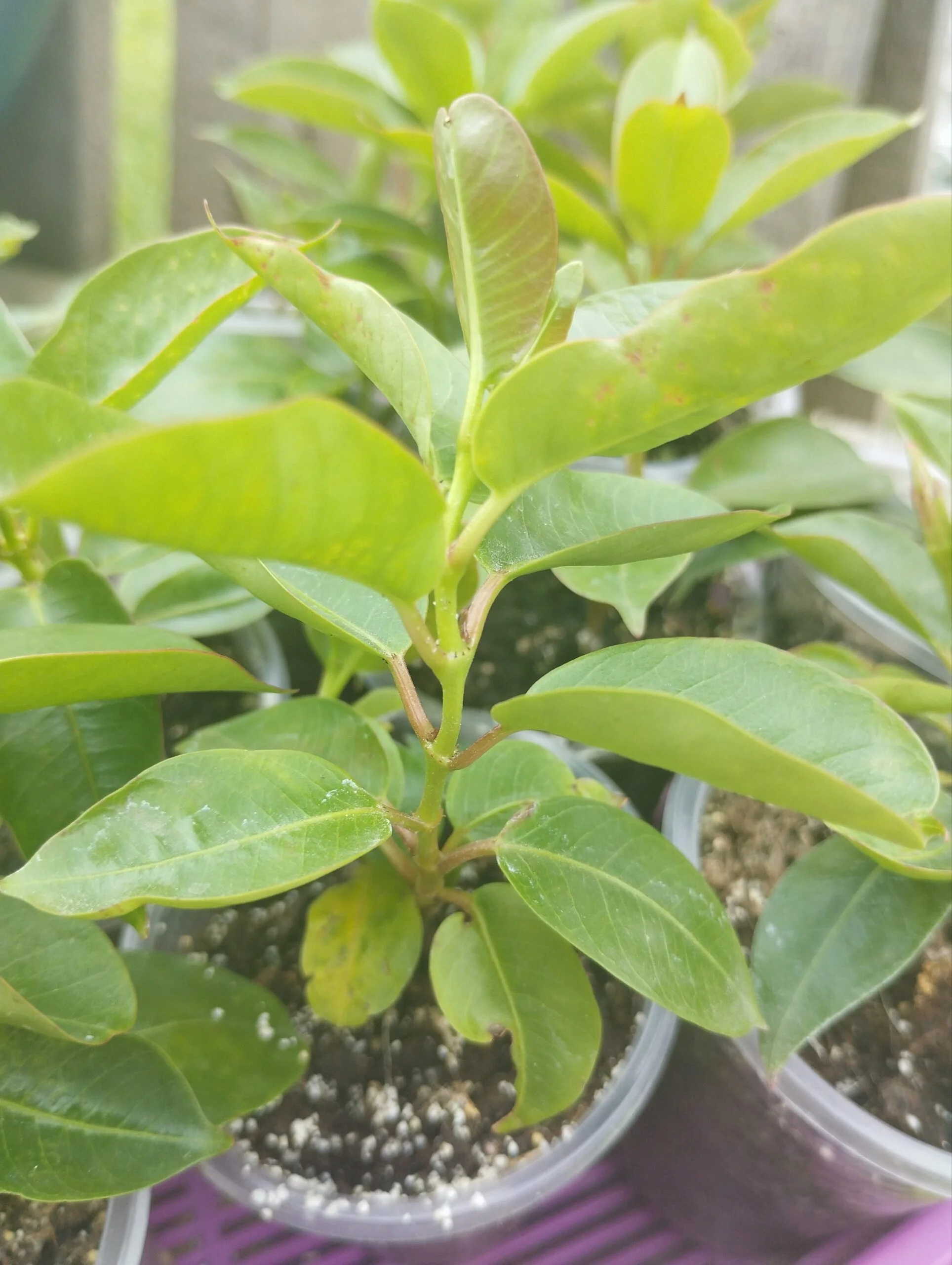 Дипладенія червона Сундавіл Sundaville Classic Red Dipladenia Mandevilla Мандевілла саджанець d7 - Зображення 4